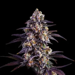 Motor Breath Cannabis Seeds by Bulk White Label