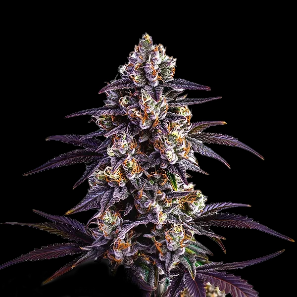 Motor Breath (F)