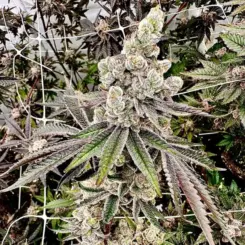 Neon Nights > Exotic Genetix