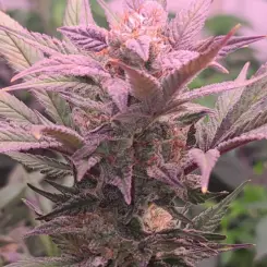 paradiddle cannabis seeds by irie genetics