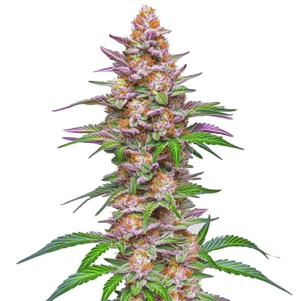strawberry pie auto cannabis seeds by bulk white label