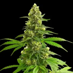 Super Lemon Haze Cannabis Seeds by Bulk White Label