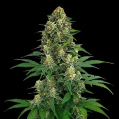 Tangie Cannabis Seeds by Bulk White Label