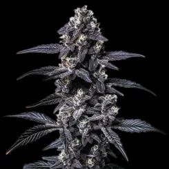 Zoap Cannabis Seeds by Bulk White Label