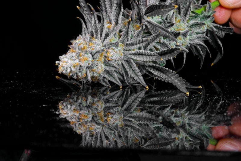 sugar tab cannabis seeds by lit farms