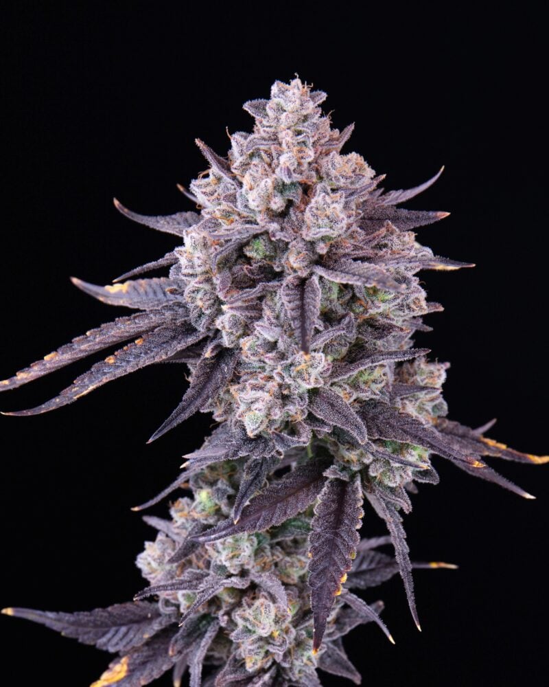 gingers f1 cannabis seeds by romulan genetics