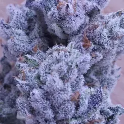 Drip City Cannabis Seeds by In House Genetics