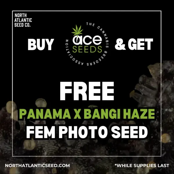 Ace Seeds's promotional image
