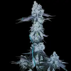 All The Sauces R1 Cannabis Seeds by Ethos Genetics