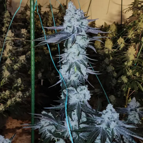 All the Sauces R1 Cannabis Seeds by Ethos Genetics