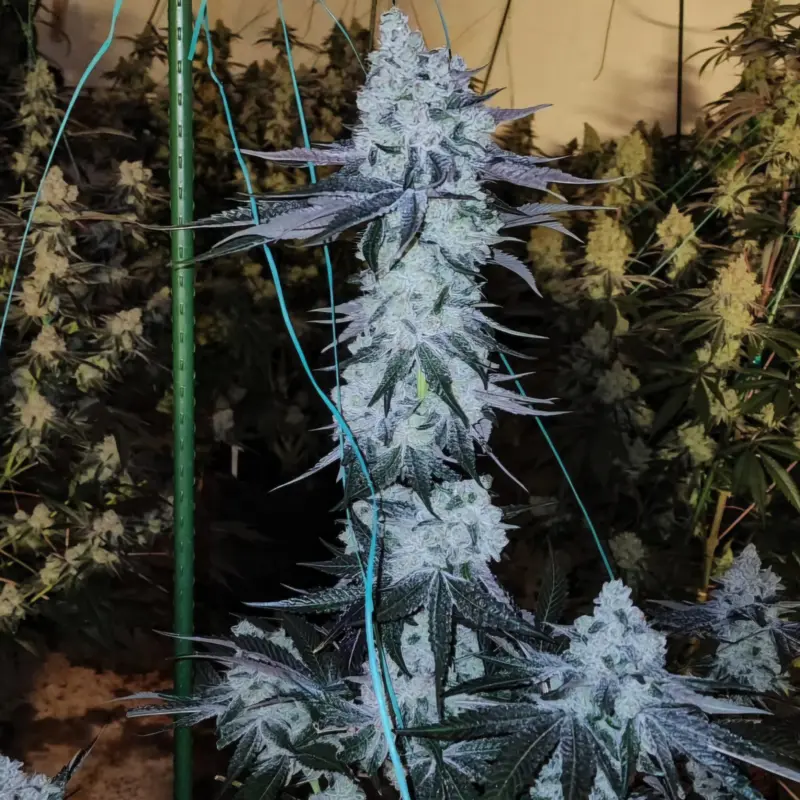 All the Sauces R1 Cannabis Seeds by Ethos Genetics