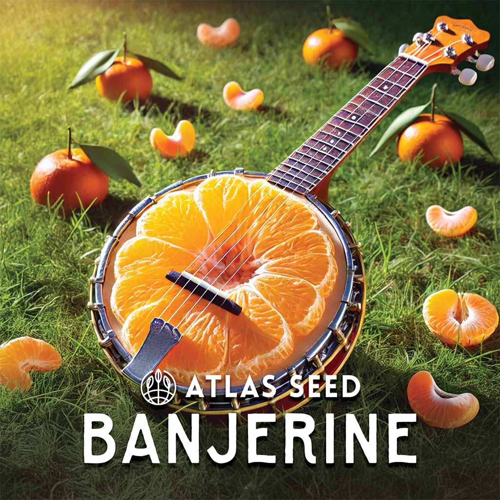 Atlas Seed - Banjerine Auto Sticker