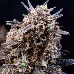 Banjerine Auto Cannabis Seeds by Atlas Seed