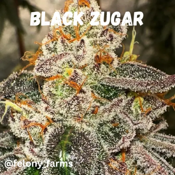 Black Zugar Cannabis Seeds by Cannarado Genetics