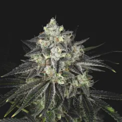 Breakfast in Bed Cannabis Seeds by Twenty20 Mendocino