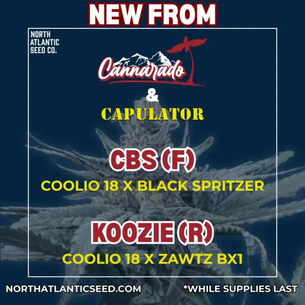 Cannarado Genetic / Capulator Collab's promotional image