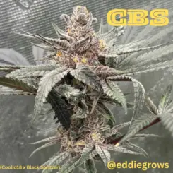 CBS Cannabis Seeds by Cannarado Genetics and Capulator