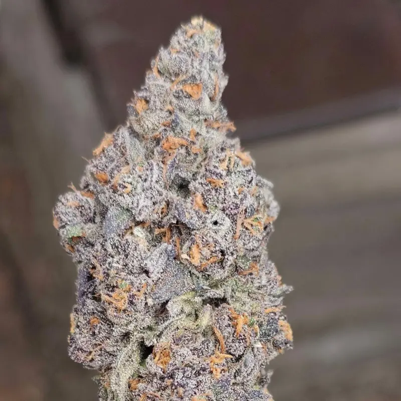 Candi Paint Cannabis Seeds by LIT Farms