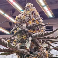 Candi Paint Cannabis Seeds by LIT Farms