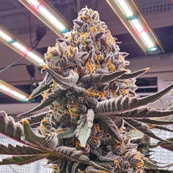 Candi Paint Cannabis Seeds by LIT Farms