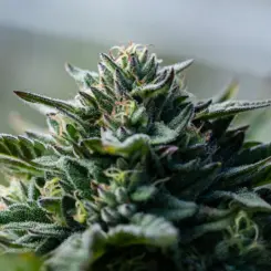 Caramel Headband Cannabis Seeds by Seed and Soil