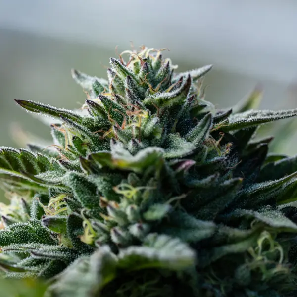 Caramel Headband Cannabis Seeds by Seed and Soil