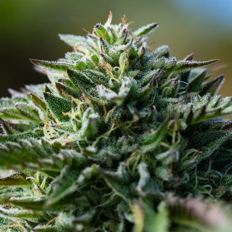 Caramel Headband Cannabis Seeds by Seed and Soil