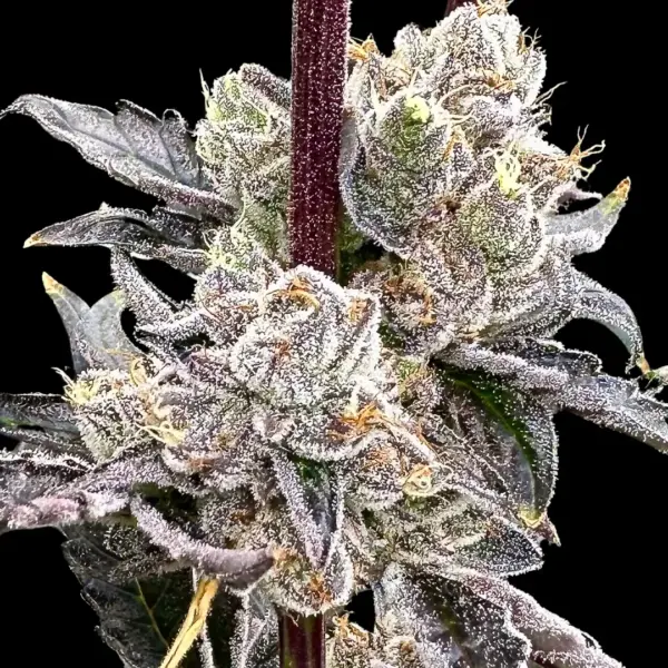 Dry Erase Marker Cannabis Seeds by Atlas Seed