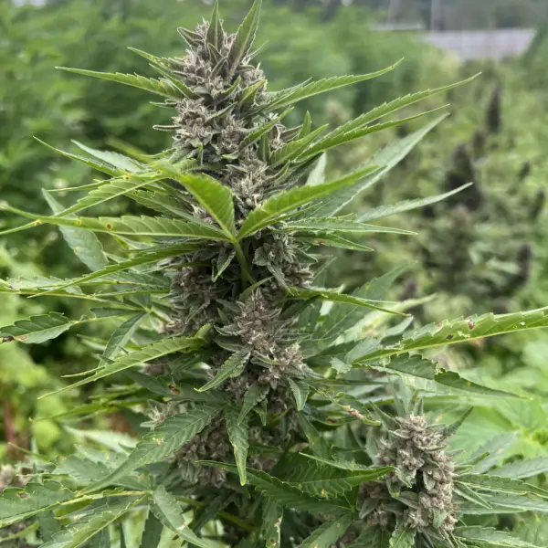 Etrog Auto Reg Cannabis Seeds by Seed and Soil
