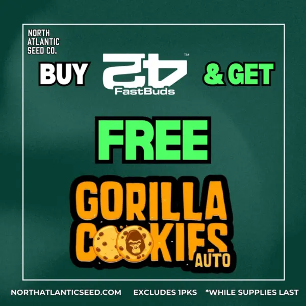 Fast Buds's promotional image