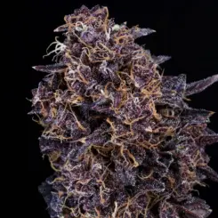 GMO Auto Cannabis Seeds by Atlas Seed