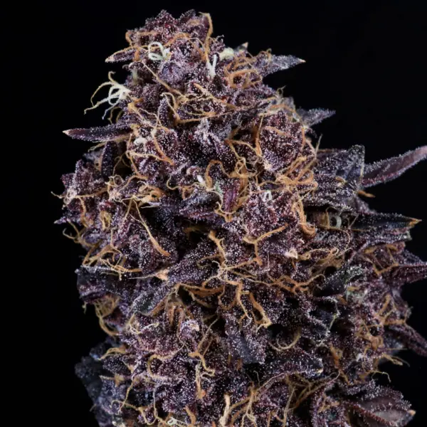 GMO Auto Cannabis Seeds by Atlas Seed
