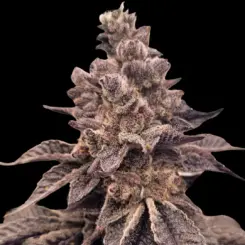 Gorilla Apple Candy Cannabis Seeds by Atlas Seed