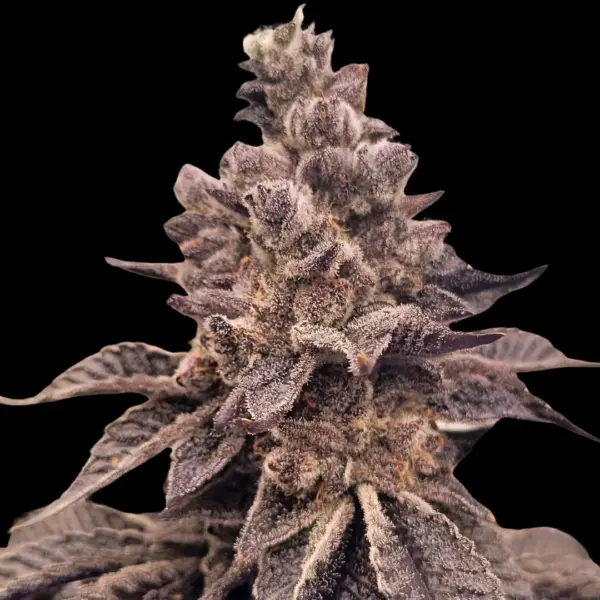 Gorilla Apple Candy Cannabis Seeds by Atlas Seed