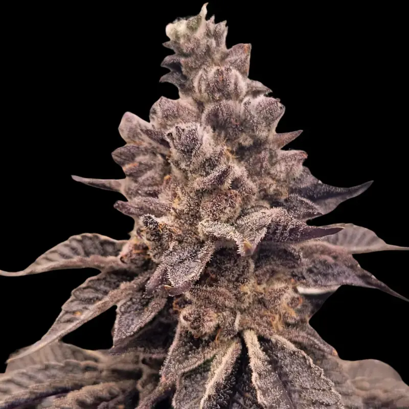 Gorilla Apple Candy Cannabis Seeds by Atlas Seed