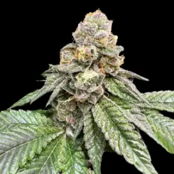 Gorilla Burger Cannabis Seeds By Atlas Seed