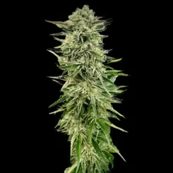 Gorilla Guava Cannabis Seeds By Atlas Seed