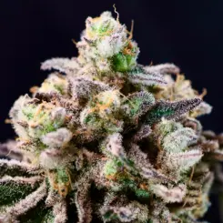 Green Apple Tangie Cannabis Seeds By Atlas Seed