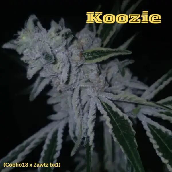 Koozie Cannabis Seeds by Cannarado Genetics and Capulator