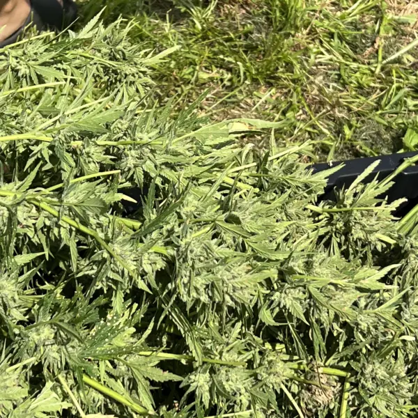 Lemon Telescope Auto Cannabis Seeds by Seed and Soil