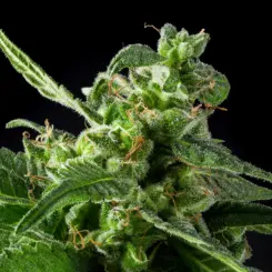 Luxors THCV Cannabis Seeds by Purple Caper Seeds