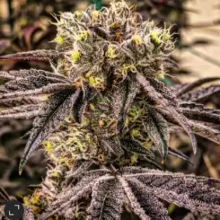 MC Nuggets R1 Cannabis Seeds by Ethos Genetics