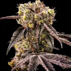 MC Nuggets R1 Cannabis Seeds by Ethos Genetics