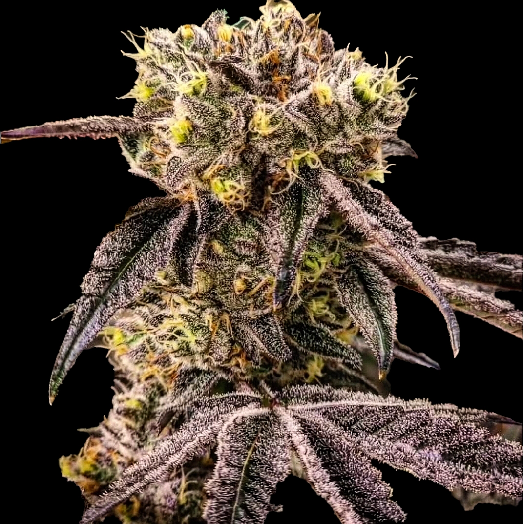MC-Nuggets-R1-cannabis-seeds-by-ethos-genetics1 MC Nuggets R1 Cannabis Seeds by Ethos Genetics