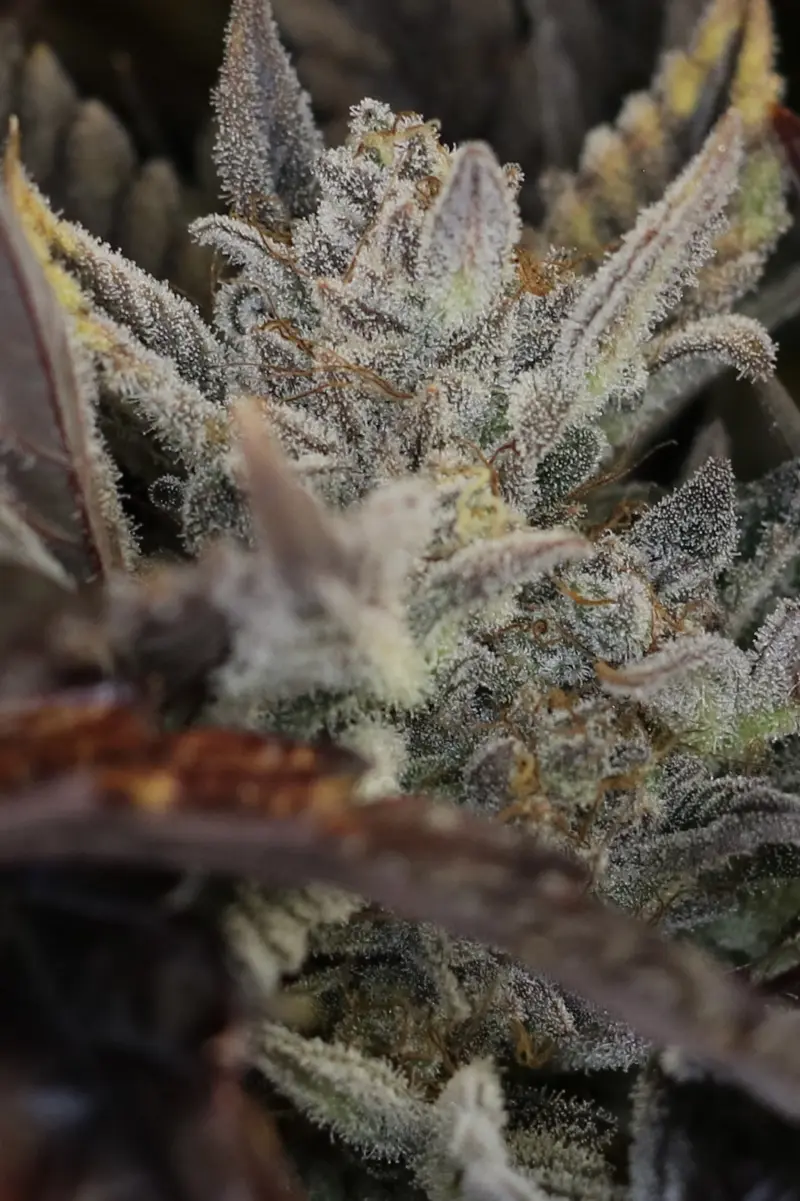 Master Bruce Auto Cannabis Seeds by Night Owl Seeds
