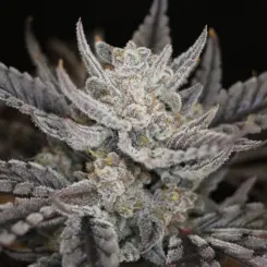 Master Bruce Auto Cannabis Seeds by Night Owl Seeds