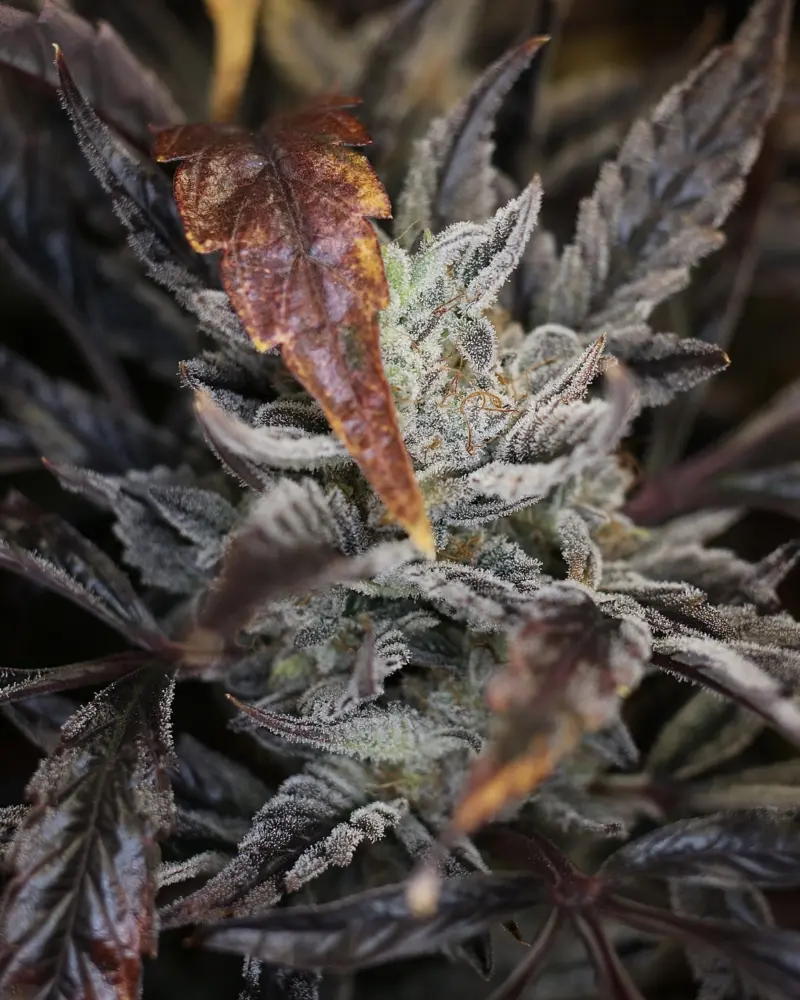 Master Bruce Auto Cannabis Seeds by Night Owl Seeds