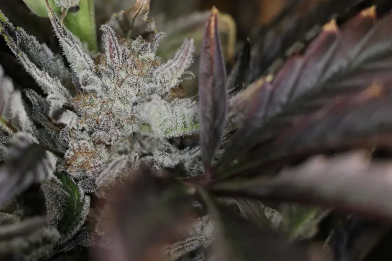 Master Bruce Auto Cannabis Seeds by Night Owl Seeds