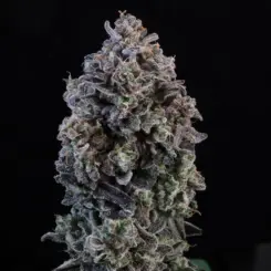 Mendo Breath Auto Cannabis Seeds by Atlas Seed