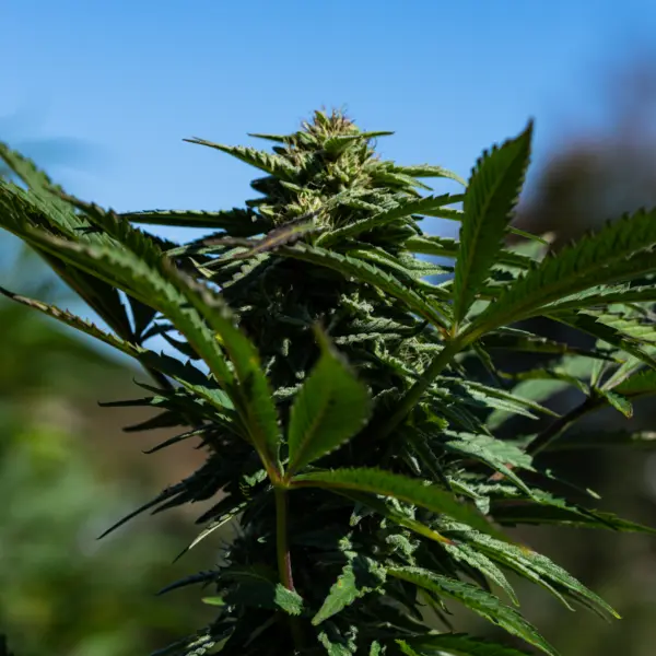 Omaha Jazz Cannabis Seeds by Seed and Soil